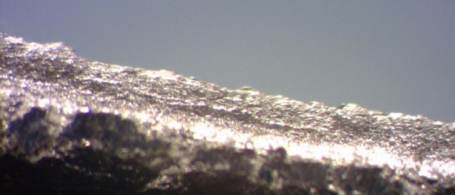 A microscopic image of Zinga at work